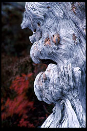 Dead tree at Drakstsjoeen lake (near Heinfjordstua cabin)
